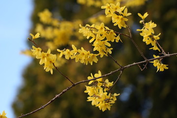 Spring flowering / Forsythie