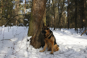 German shepherd dog on snow in spring day