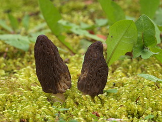 Spitzmorchel, Morchella conica