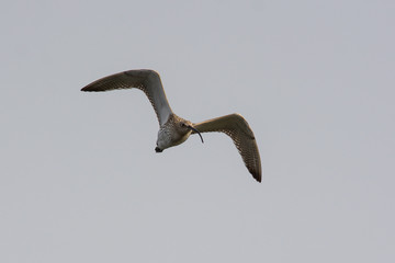 chiurlo maggiore (Numenius arquata) - ritratto in volo