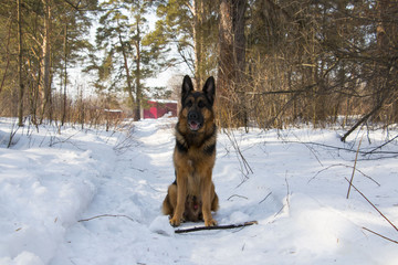 German shepherd dog on snow in spring day