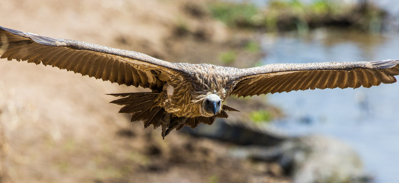 Predatory bird in flight. Kenya. Tanzania. Safari. East Africa. An excellent illustration.