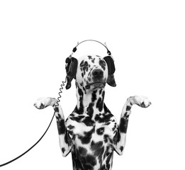 Dog is listening to the music and dancing