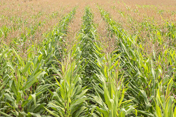 Corn Farm in Thailand; Corn Field