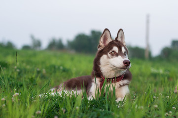 Beautiful brown husky wary looking