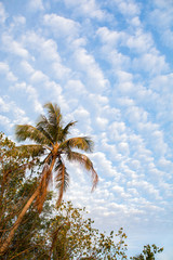 Palm tree in clouds background