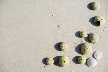 Shells on the sand beach