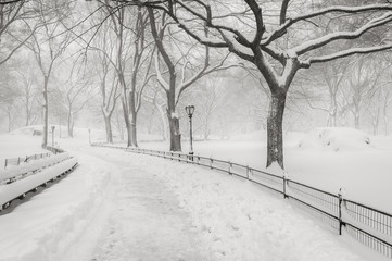Wintertime in Central Park: tree lined path under the snow after an early morning snow storm. Manhattan, New York City