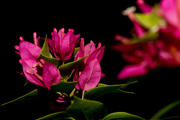 Pink flower with white pollen isolated on black background