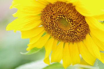 Sunflower, soft yellow flower background