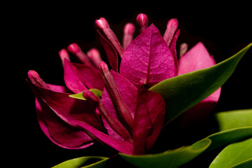 Pink flower with white pollen isolated on black background