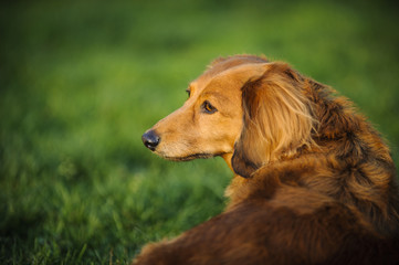 Long haired Miniature Dachshund looking over the shoulder in the grass