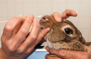 La consultation v&eacute;t&eacute;rinaire  les lapins est tr&egrave;s importante pour la sant&eacute; un diagnostic est primordial, le lapin convient aux enfants c'est un animal affectueux.