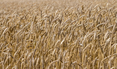Wheat field at sunny day