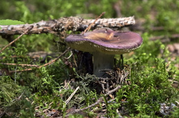 Old mushroom - russula, in a moss