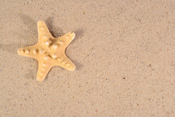 Fototapeta na wymiar Starfish close-up in a sand
