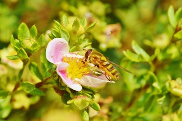Hoverfly on a potentilla flower. - obrazy, fototapety, plakaty