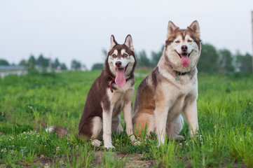 Naklejka na ściany i meble Two Siberian huskies sitting obediently 