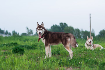 Naklejka na ściany i meble Two Siberian huskies on the field