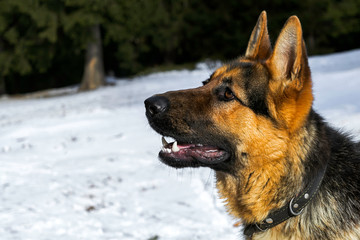 German shepherd in the snow