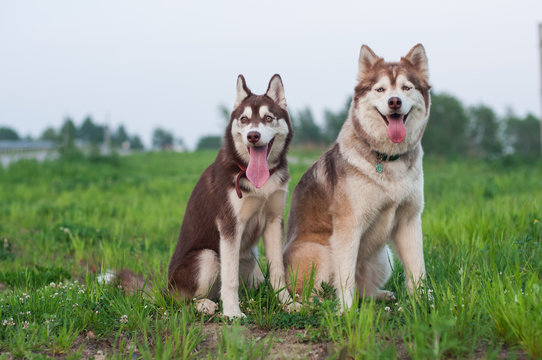 Two Siberian Huskies Sitting Obediently 