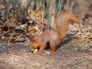 Cute red squirrel hides walnut and posing in the park