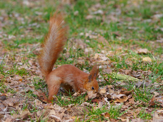 Naklejka na ściany i meble Cute red squirrel hides walnut and posing in the park