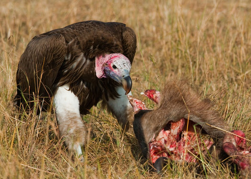 Predatory bird is eating the prey in the savannah. Kenya. Tanzania. Safari. East Africa. An excellent illustration.