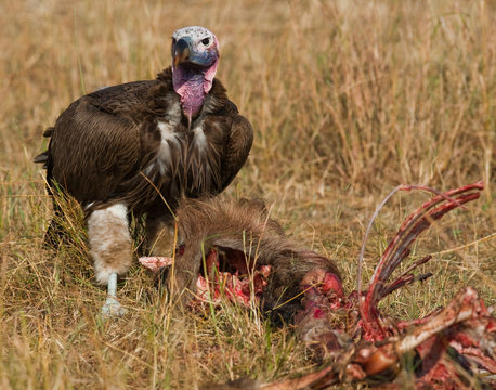 Predatory bird is eating the prey in the savannah. Kenya. Tanzania. Safari. East Africa. An excellent illustration.