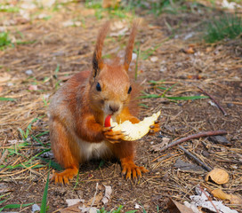 Cute red squirrel eating apple fruit and posing in the park