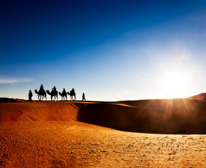 Camel caravan going through the sand dunes in the Sahara Desert