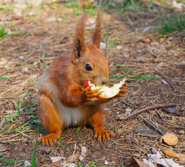 Cute red squirrel eating apple fruit and posing in the park