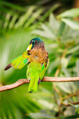 Exotic colorful bird sitting on a branch