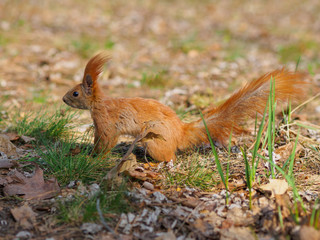 Funny red squirrel posing in the park