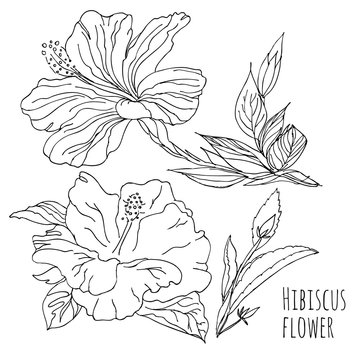 Hibiscus flower.Linear hand drawing. Vector black and white image. Template for coloring books.Botanical illustration.