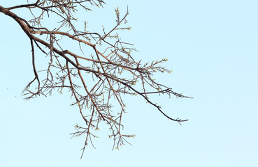 Branches of the deciduous trees on spring 