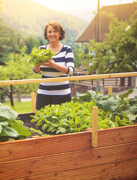 Frau erntet Salat vom eigenen Hochbeet/gardening 16