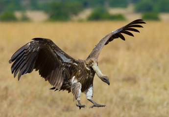 Predatory bird flies to prey. Kenya. Tanzania. Safari. East Africa. An excellent illustration.