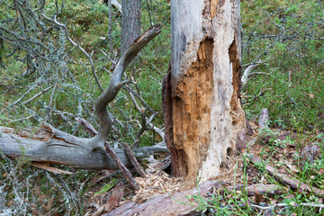 Rotten dead wood tree in forest