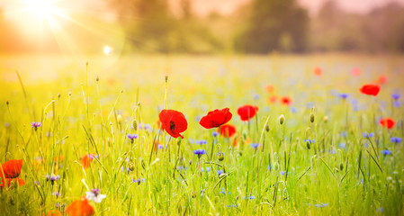 Champ de coquelicot au printemps sous le soleil