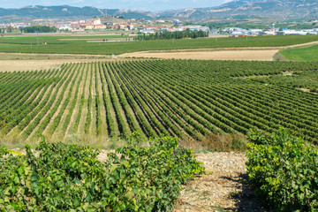 Fototapeta na wymiar Vineyard, Haro as background, La Rioja (Spain)