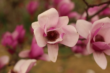 Fototapeta na wymiar 木蓮の花