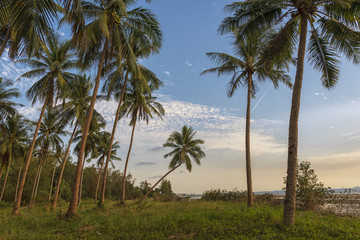 Fototapeta na wymiar Coconut tree in twilight time