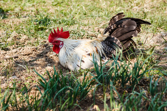 Chicken lying down on soil