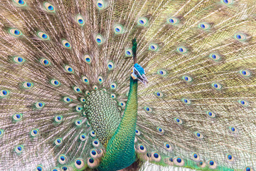 beautiful peacock with feathers out
