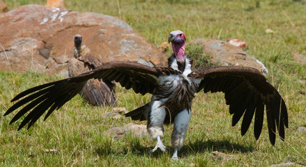 Predator birds are sitting on the ground. Kenya. Tanzania. Safari. East Africa. An excellent illustration.