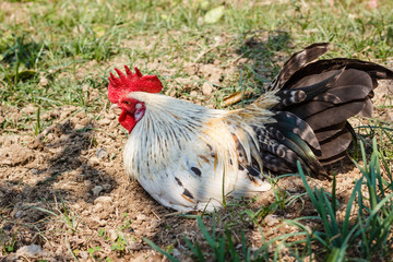 Chicken lying down on soil