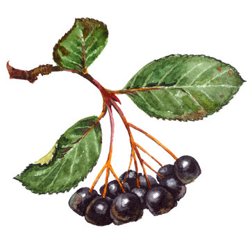 Watercolor realistic painting - Aronia berries (chokeberry), isolated on white background.