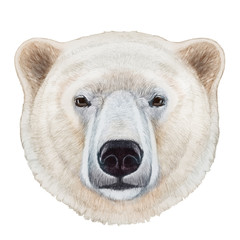 Naklejka premium Portrait of Polar Bear. Hand-drawn illustration, digitally colored.