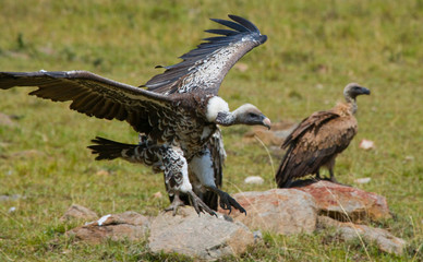 Predatory bird flies to prey. Kenya. Tanzania. Safari. East Africa. An excellent illustration.